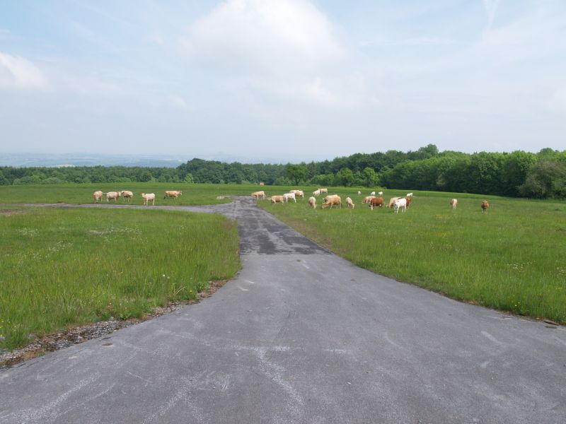 Gaulskopf