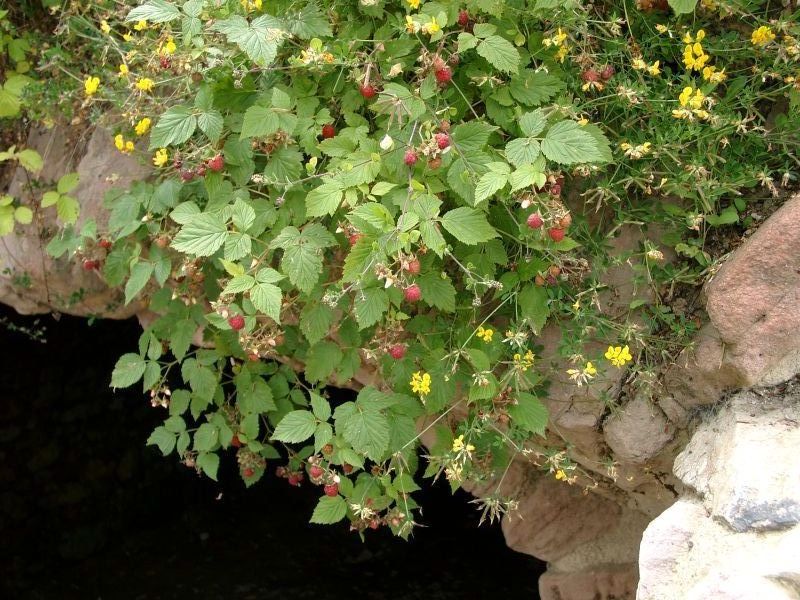 Ruine Lwenstein