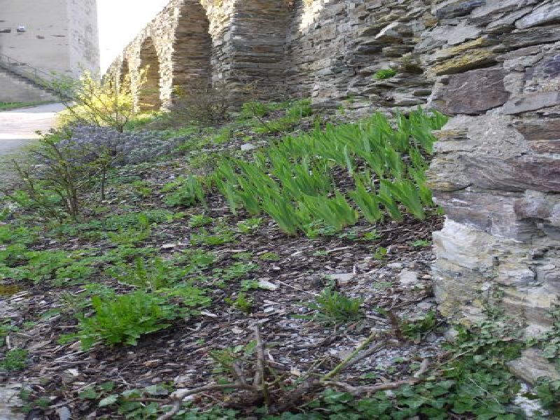 Burg Nassau