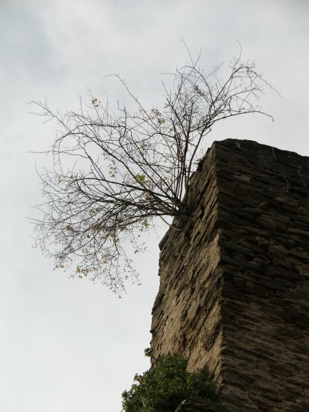 Burg Sayn