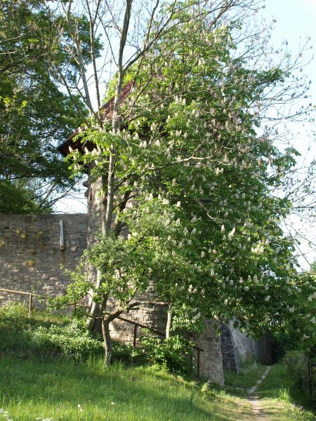 Diebsturm